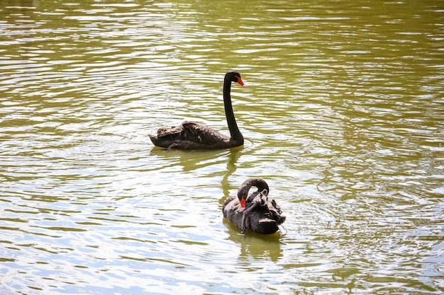 pato en el estanque en la naturaleza verde