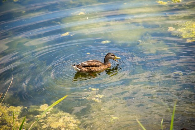 un pato en un estanque verde o un lago con agua clara