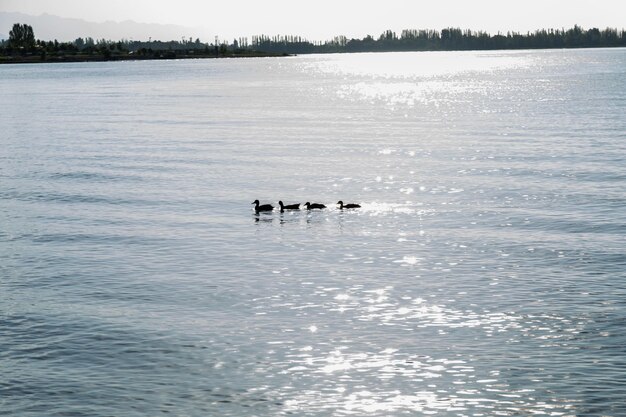 Pato família nadando no lago