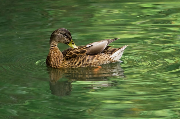 Pato fêmea na água verde está lavando as penas