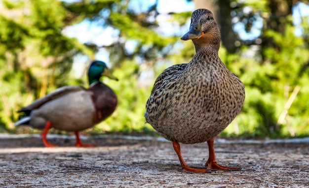 Pato fêmea olhando para a câmera e pato macho ao fundo