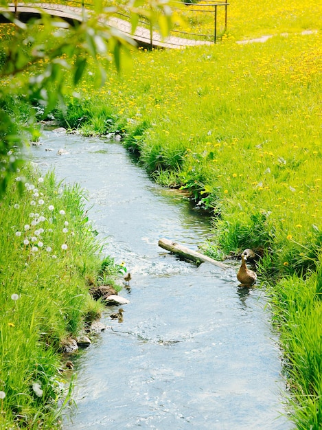 Pato de fondo natural con patitos en un arroyo entre prados floridos