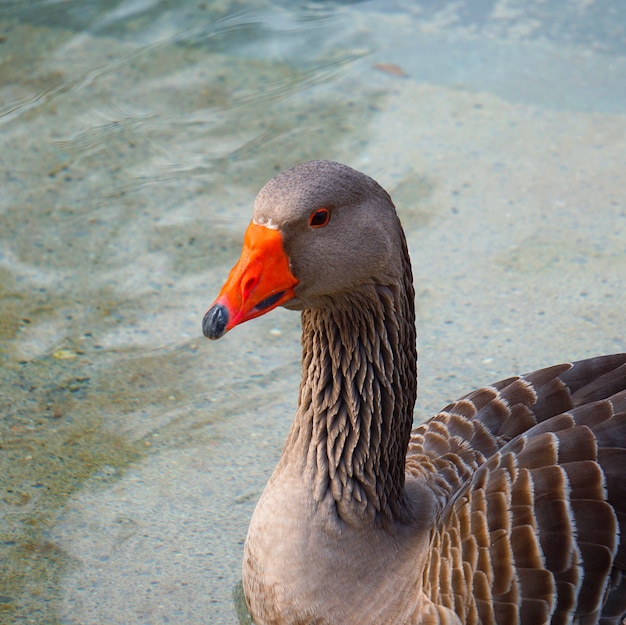 pato de ganso en el agua