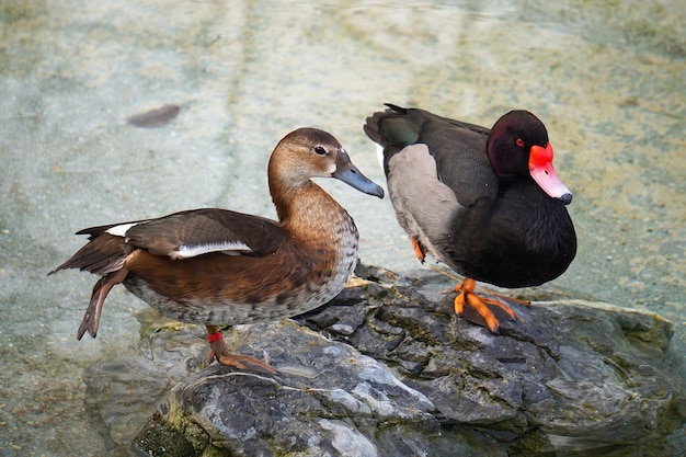 pato de ganso en el agua