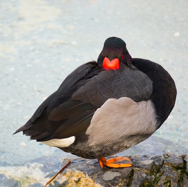 pato de ganso en el agua