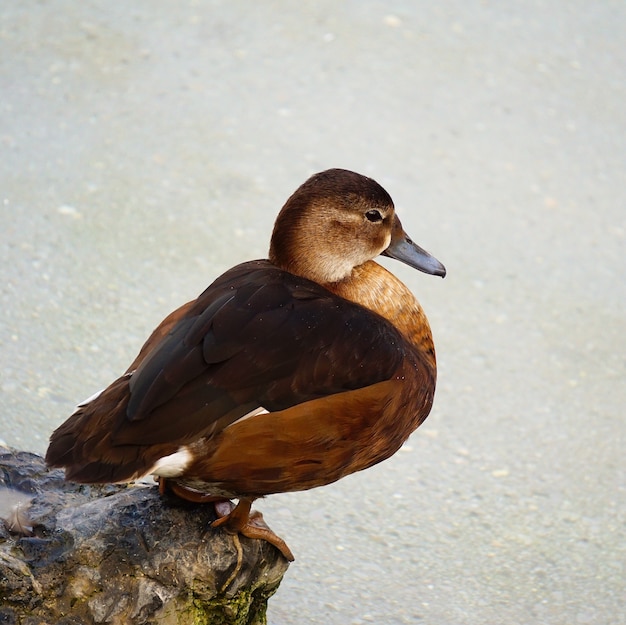 pato de ganso en el agua