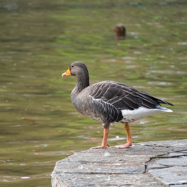 Foto el pato de ganso en el lago en el parque