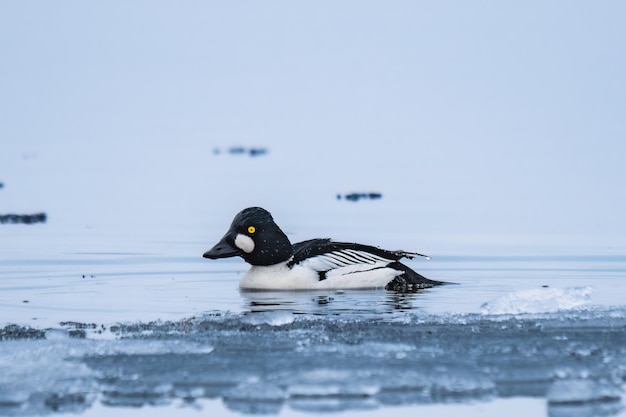 El pato Goldeneye común nada en un lago de invierno