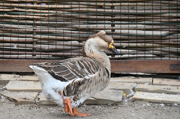 Pato en la granja se para en una pata