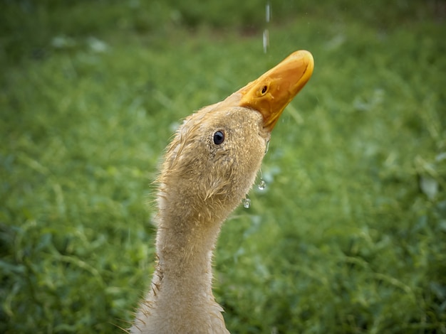 Pato en la granja.