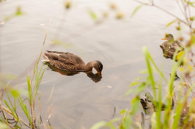 Un pato gris bebe agua de un estanque contra el fondo de otro pato en la hierba