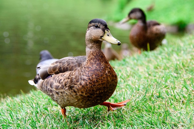 El pato gris camina en la hierba verde junto al agua.