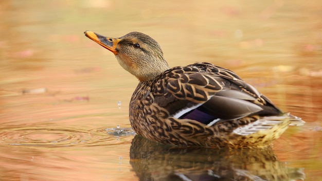 Pato gris en el estanque en otoño.