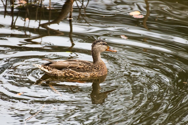 Pato gris nada en el estanque en otoño