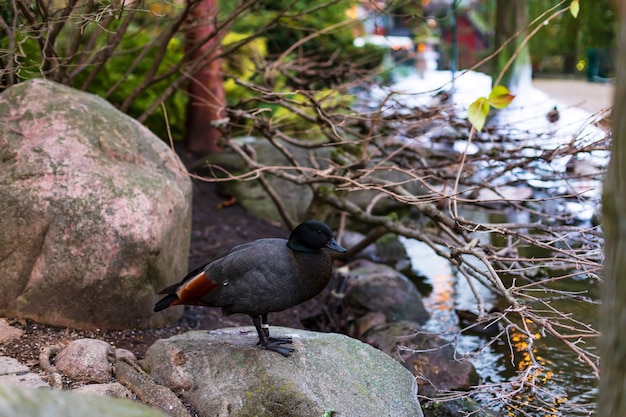 Pato gris oscuro cerca del arroyo, horario de invierno