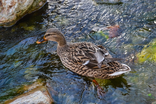 Pato hembra nadando en un arroyo