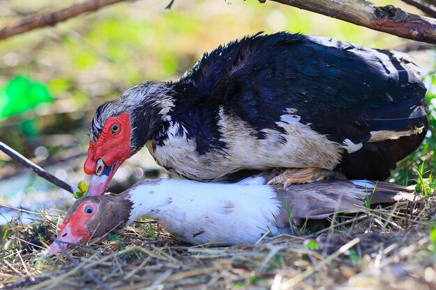 Foto un pato impregna a otro pato