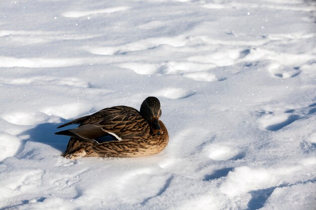 pato en invierno