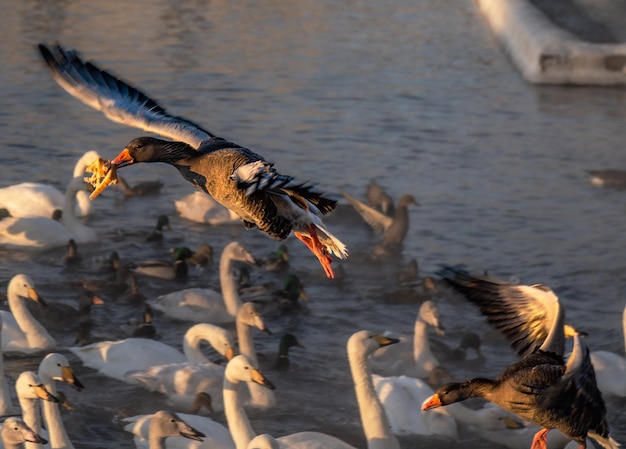 Pato islandés volando y escapando de otro pato con alas extendidas con un trozo de pan