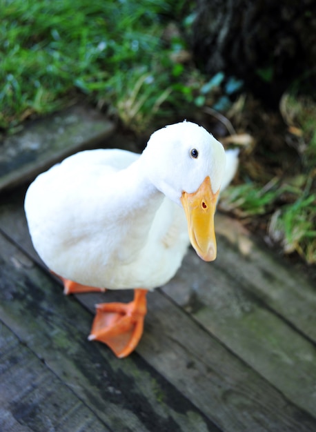 Pato en el jardin