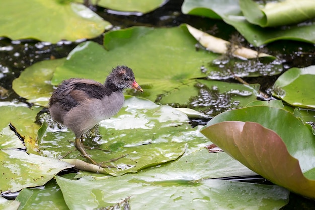 Pato joven en la naturaleza