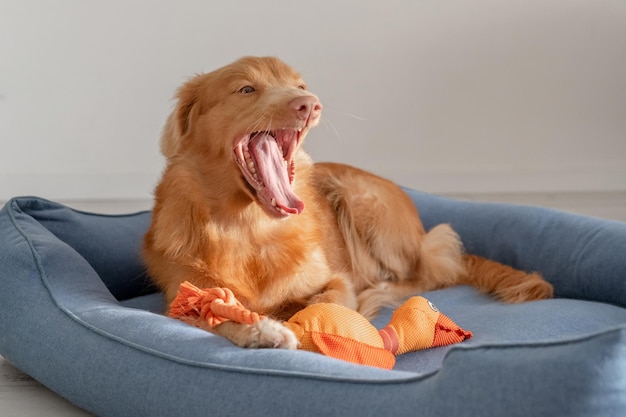 Un pato de juguete naranja yace con un perro Toller en una cama azul un pato de Nueva Escocia tolling retriever