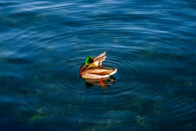 Foto pato en el lago ontario