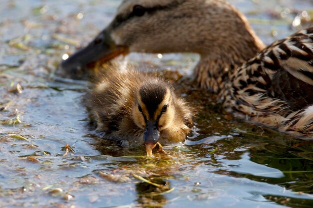 Pato en un lago