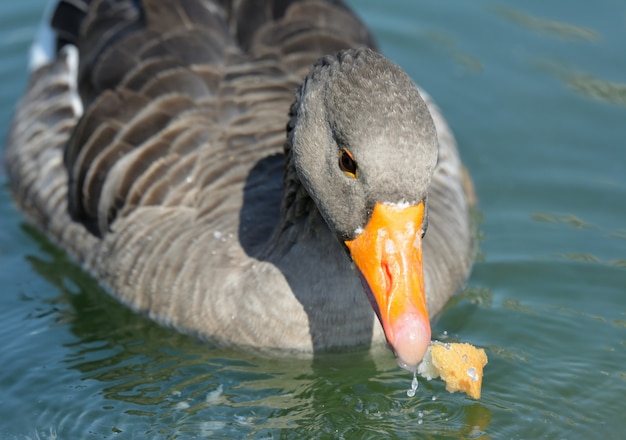 Foto pato en el lago