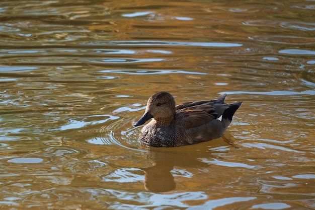 pato en el lago