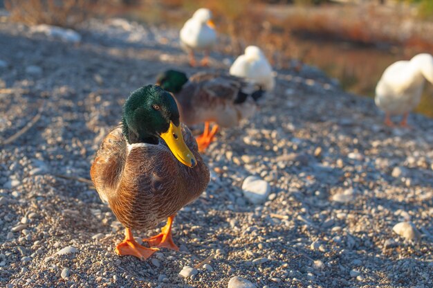 Pato en el lago