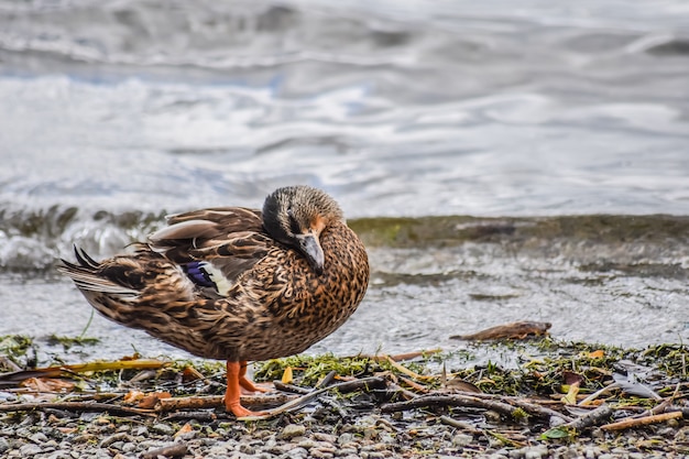 Un pato limpiando sus plumas después de nadar en Windermere Lak