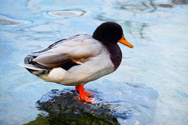 pato lindo ganso na água no lago