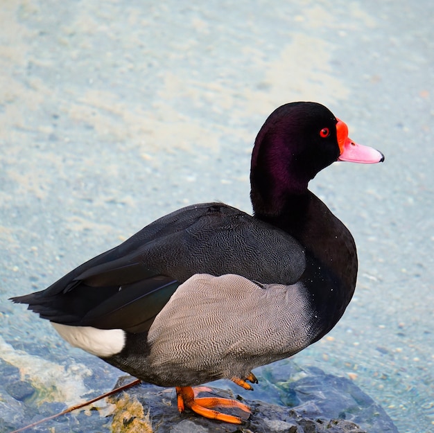 pato lindo ganso na água no lago