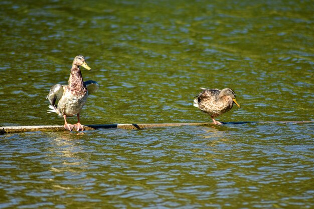 Pato lindo nadando no lago