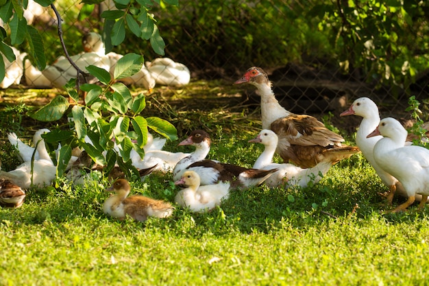 Un pato lleva a sus patitos a través del camino. Pato madre con patitos.