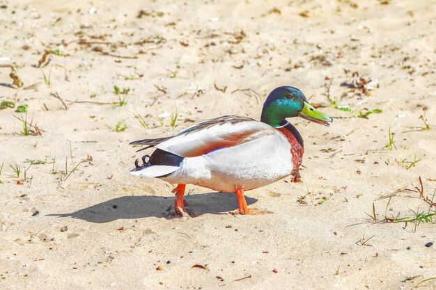 Pato macho caminando sobre arena soleada