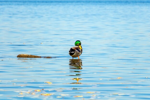 Pato macho, Drake permanece na pedra em uma lagoa ou lago