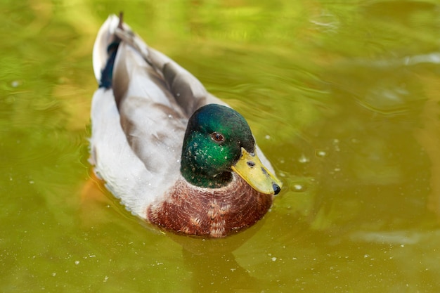 pato macho en el estanque