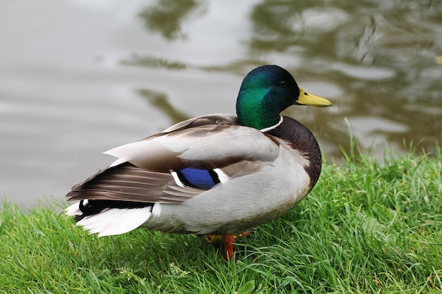 El pato macho hace alarde de la orilla del río y toma el sol