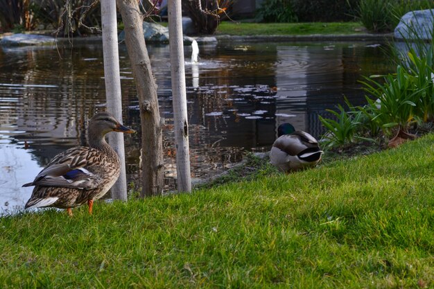 Pato macho y hembra en un arroyo corriente