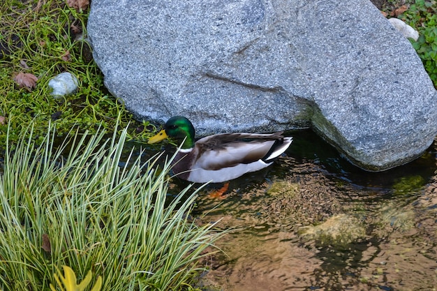 Pato macho nadando em um riacho