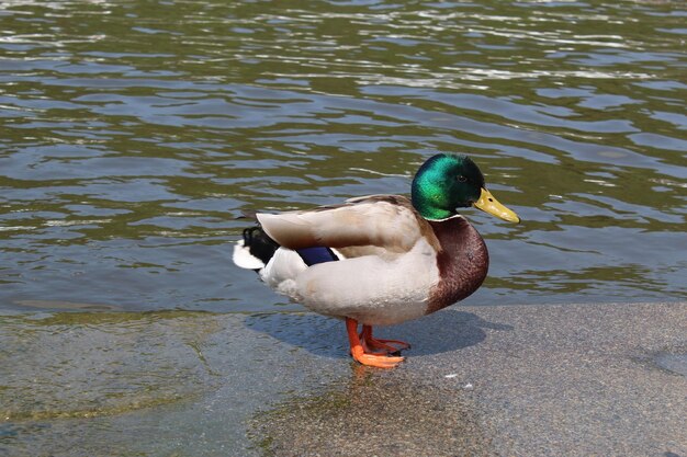 Foto pato macho sentado en la orilla de un río