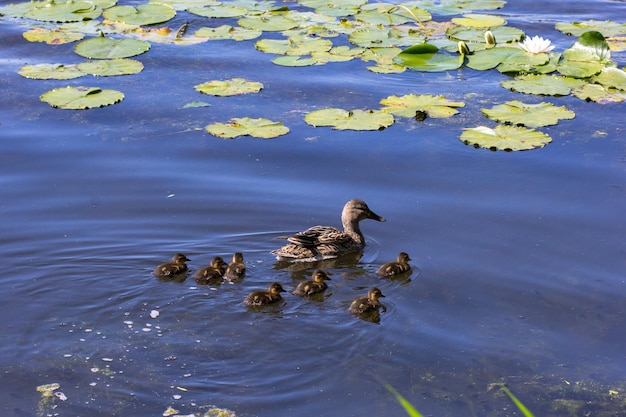 Pato madre con niños en el estanque en el parque de verano