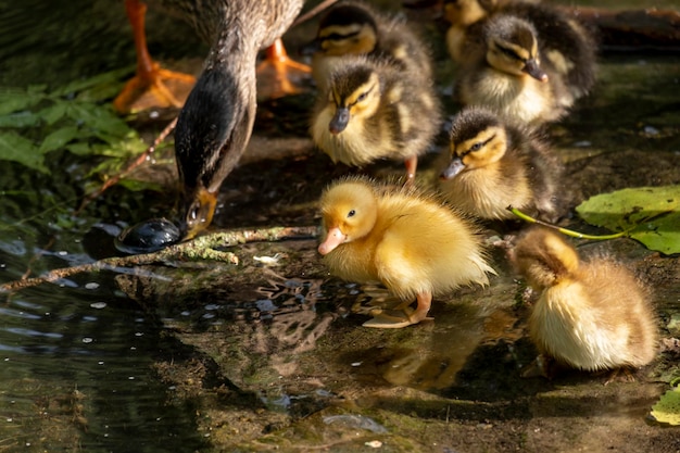 Un pato madre y sus patitos con un hermoso y suave plumaje marrón y amarillo nadando en un lago lleno de hojas caídas