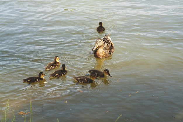 Pato mãe família descendentes lago nadar pássaro