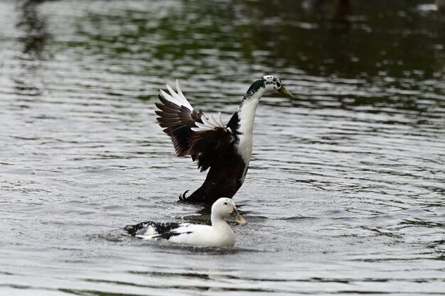 Foto el pato magpie