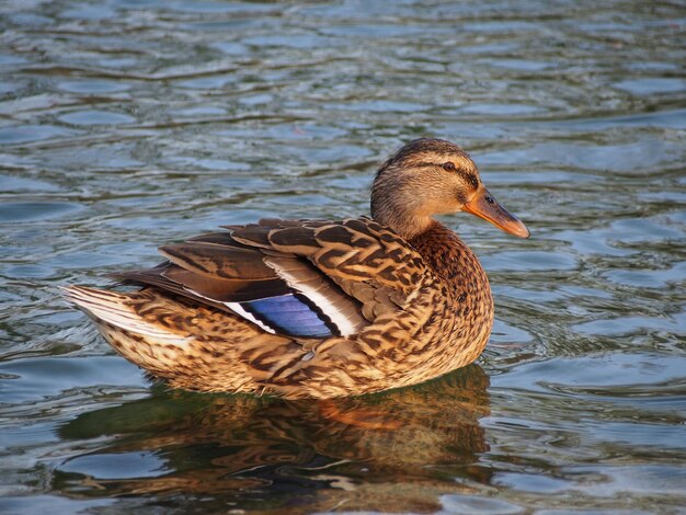 Pato-malhado a nadar na lagoa