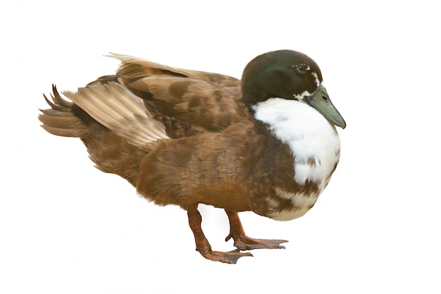 Pato Mallard aislado