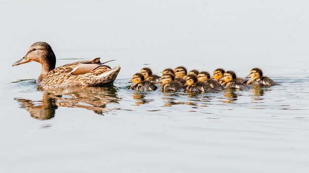 Foto un pato mallard con una cría nada en el lago